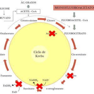 Cuidado com os raticidas sem antídoto Ação-do-monofluoroacetato-de-sodiono-ciclo-de-Krebs