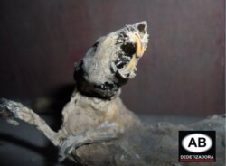 Fotos-Serviços de Desratização-Rato Mumificado
