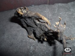 Fotos-Serviços de Desratização-Rato Mumificado