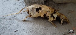 Fotos-Serviços de Desratização-Rato Mumificado