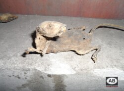 Fotos-Serviços de Desratização-Rato Mumificado